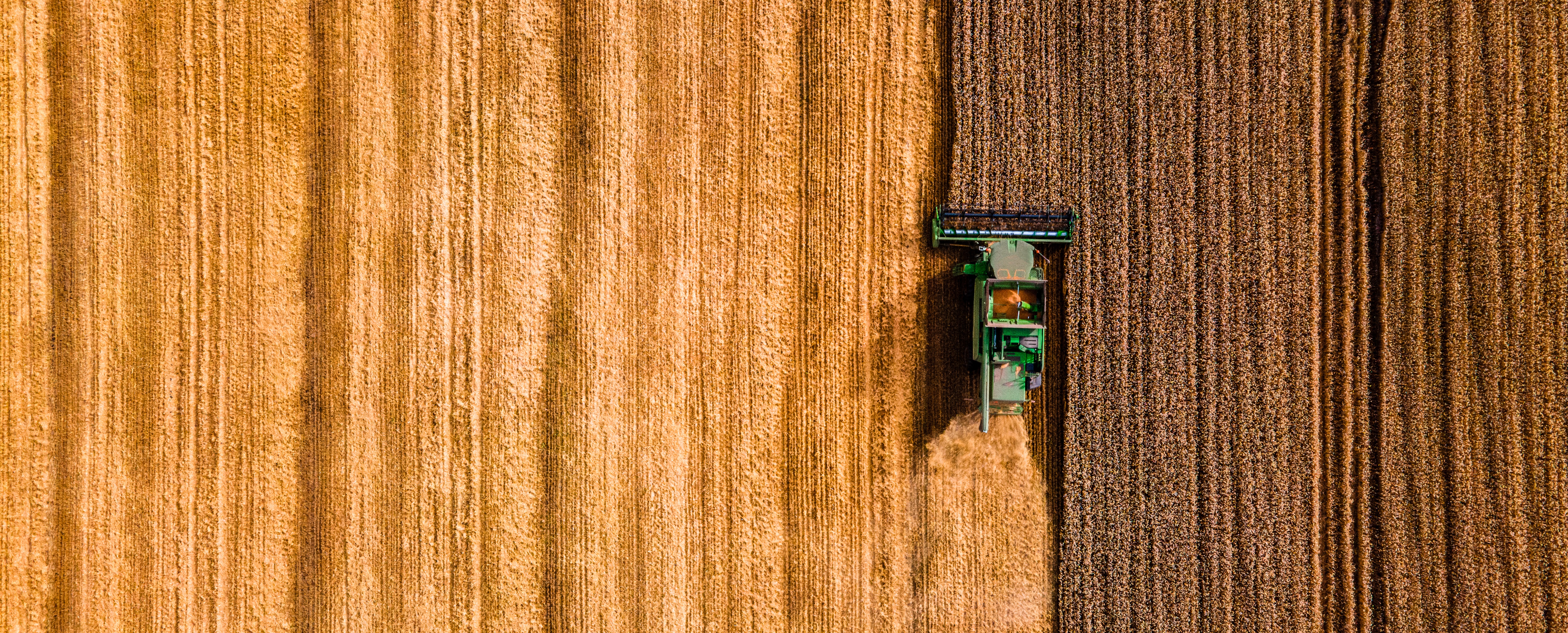 combining wheat