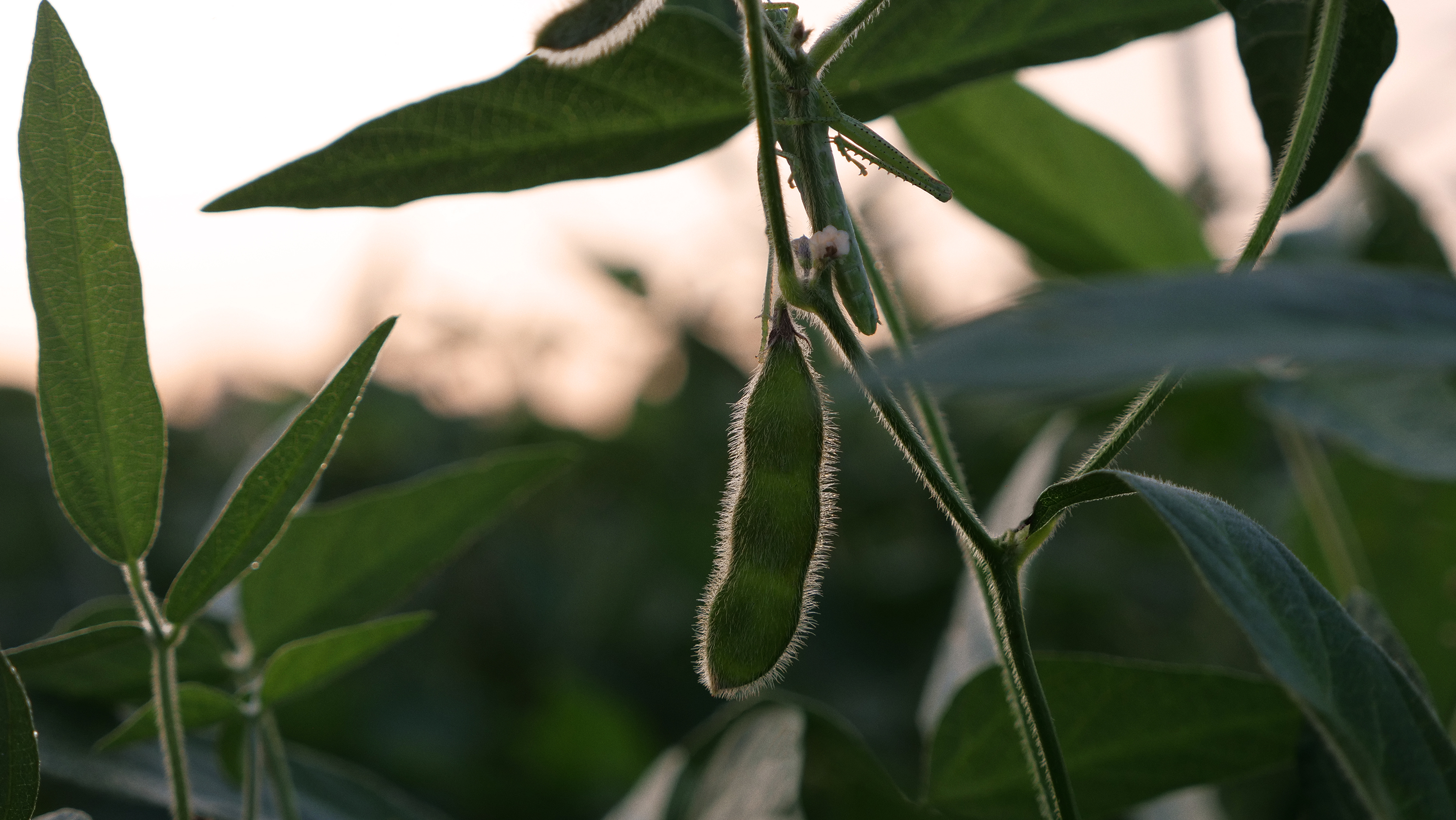 IMG-soybean-pod-hanging-banner-NA_CA_EN_V1_alt